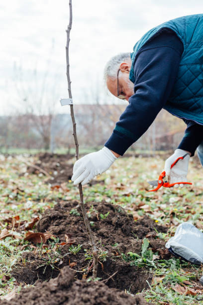 istock Agronomist with white gloves planting fruit trees 1449794111