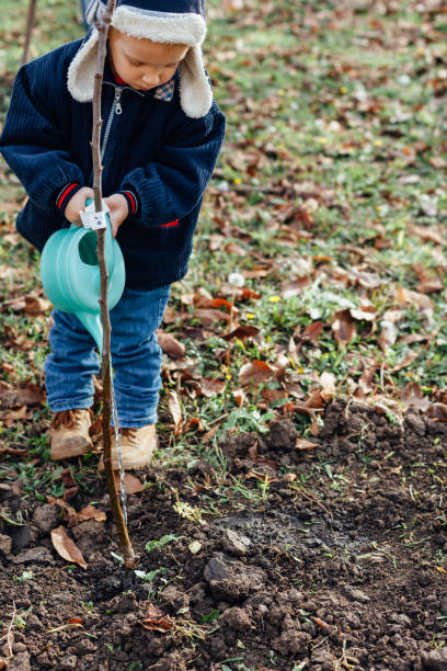 istock Little boy watering planted seedling 1449794117