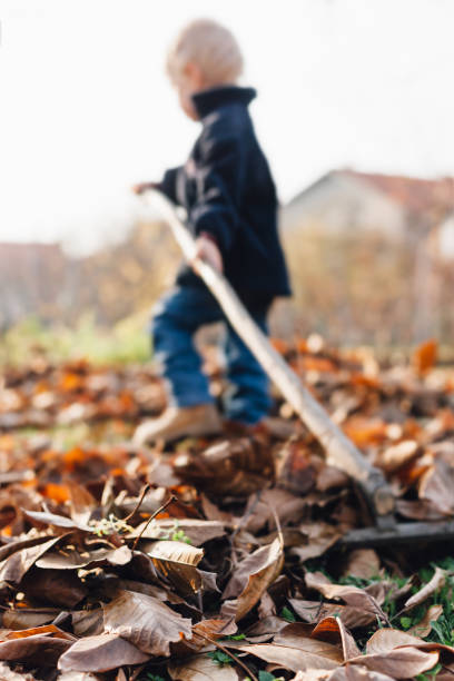 istock Little boy rake autumn leaves 1449794165