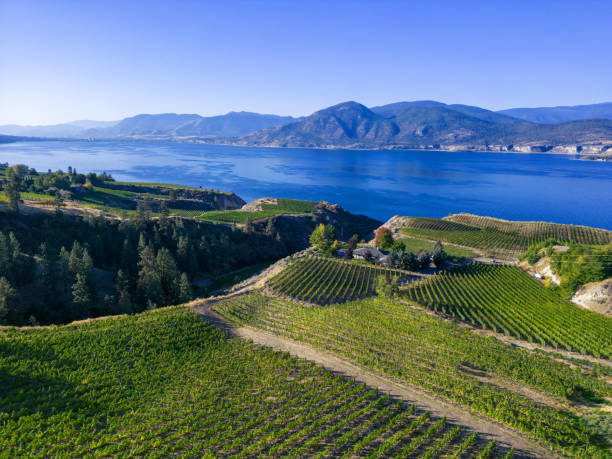 istock Naramata Bench Okanagan Lake Winery Vineyard Aerial 1449795135