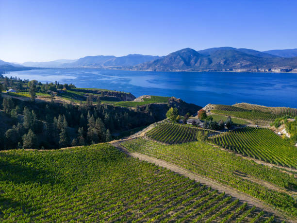 istock Naramata Bench Okanagan Lake Winery Vineyard Aerial 1449795284
