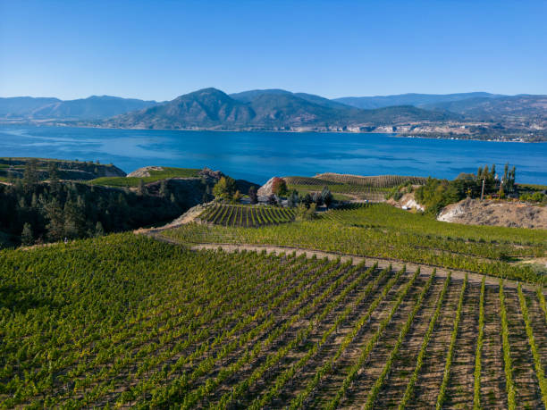 istock Naramata Bench Okanagan Lake Winery Vineyard Aerial 1449795303