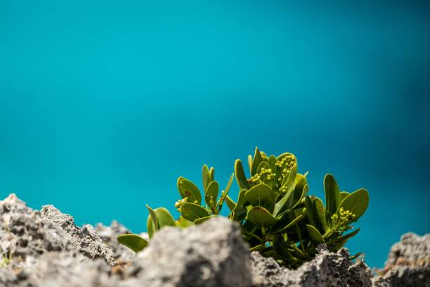 Green Viscaceae plant leaves on rocks by blur blue background