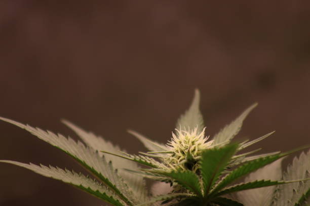 Cannabis Cannabis plant, nearing maturity. bong photos stock pictures, royalty-free photos & images