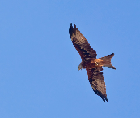 An adult Red Kite (Milvus milvus) soaring in flight and hunting for prey in the Haut-Corse region mountains of the Mediterranean Island of Corsica. Good copy space.