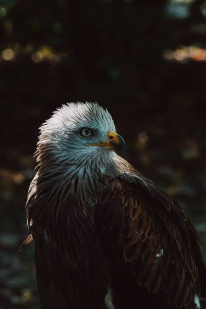 istock Vertical closeup of a red kite on the dark blurred background 1449796290