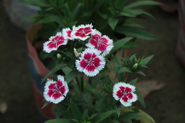 istock Pink dianthus flowering in a garden 1449796366