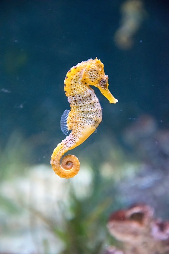 A vertical shot of a beautiful seahorse in the aquarium