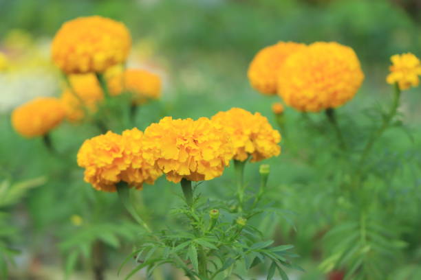 istock Marigold flower field backdrop In an overcast atmosphere 1449796504
