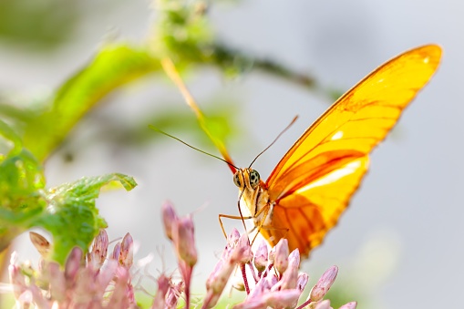 A Julia heliconian butterfly nectaring on a pink flowering plant in the garden with blur background