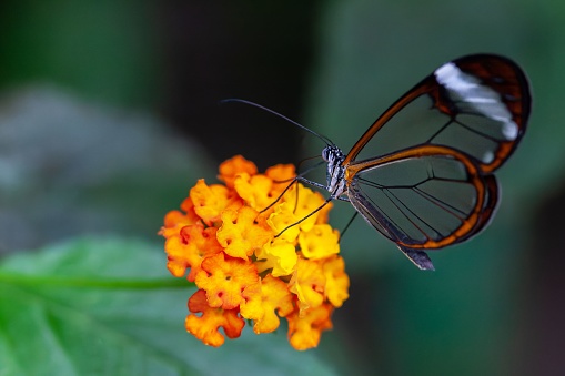 A glasswing butterfly feeding on the nectar of west Indian lantana flower in the garden with blur background