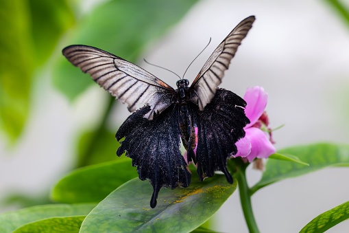 Beautiful great Mormon butterfly perching on a pink flower in the garden with wings wide open