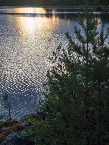 istock evening landscape in the summer forest 1449797586