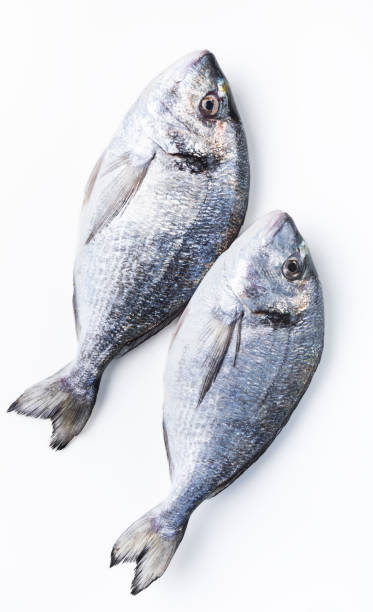 istock Fresh uncooked dorado or sea bream fish on a white background. 1449797773