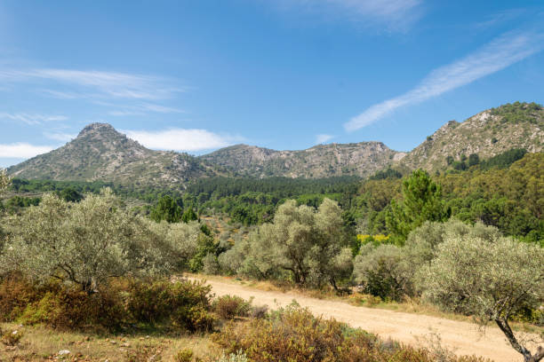 istock Hidden olive fields and forest of Marbella 1449799323