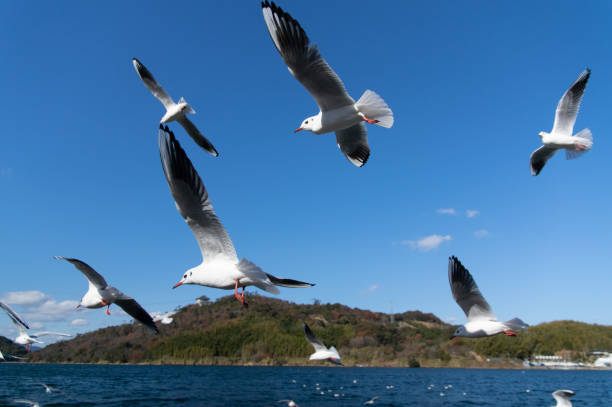 istock A flock of black-headed gulls 1449799924