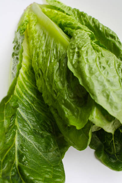 istock Romaine lettuce, Baby cos 1449800038