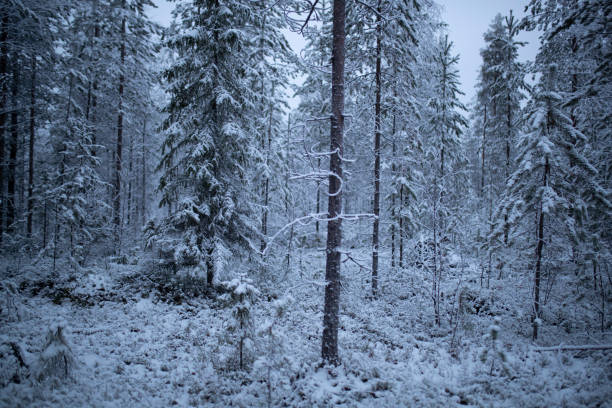 A serene, snow-covered landscape in northern Europe during the heart of winter, where the days are fleeting, and the nights linger. Thick snow blankets the ground, and the bare trees stand in frozen stillness.