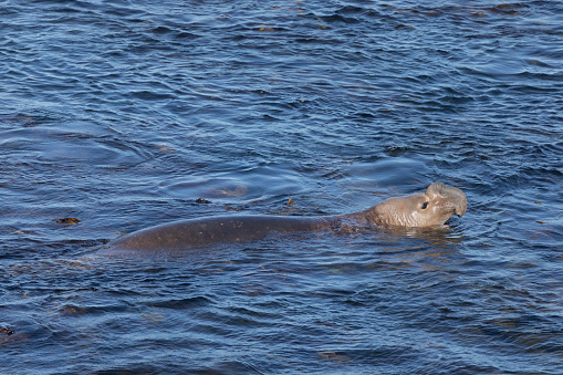 A male Southern Elephant Seal, Mirounga leonina, swimming in the South Atlantic Ocean with his proboscis inflated off Sea Lion Island, Falkland Islands