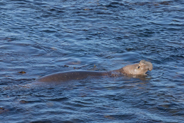 Southern Elephant Seal, Mirounga leonina, Sea Lion Island, Falklands stock photo