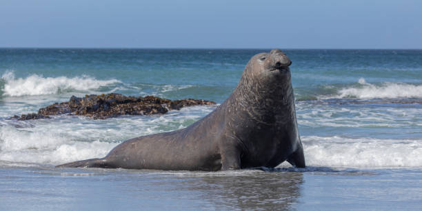 Southern Elephant Seal, Mirounga leonina, Sea Lion Island, Falklands stock photo