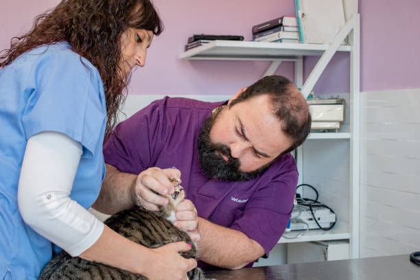 istock Two veterinarians checking a striped cat in a veterinary clinic office. 1449801825