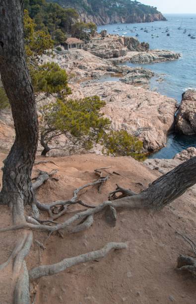istock Vertical shot of tree roots on a rocky coastline 1449803238
