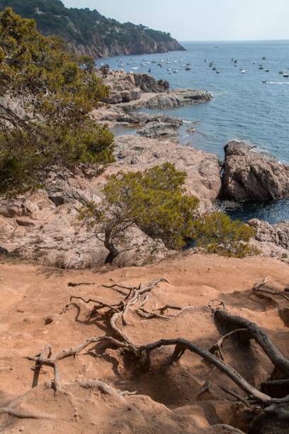 istock Vertical shot of tree roots on a rocky coastline 1449803253