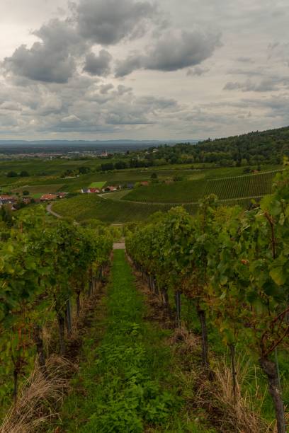 istock Vertical shot of a path between vineyards under a cloudy sky 1449803273
