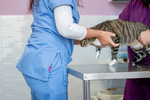 istock Two veterinarians checking a striped cat in a veterinary clinic office. 1449803353
