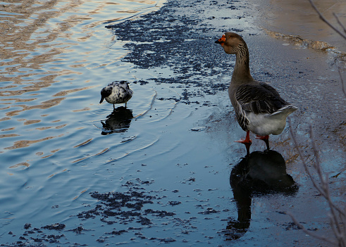 A domesticated descendant of the greylag goose and a duck are standing on half frozen water. It is a Toulouse goose with dewlap