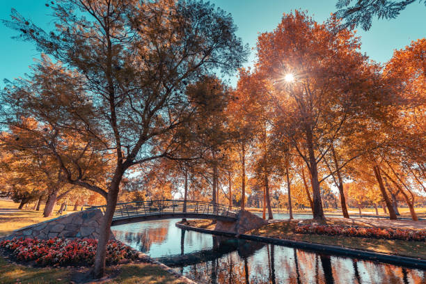 istock Rymill Park with bridge over the pond in Adelaide city 1449805841