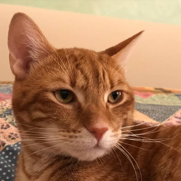 istock Sir Jack the Italian cat 1449806882