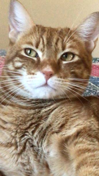 Sir Jack the Italian cat