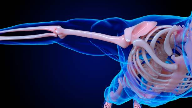 istock human skeleton anatomy shoulder joint bones for medical concept 3D rendering 1449807311
