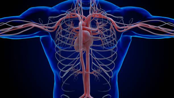 istock Human heart circulatory system anatomy for medical concept 3D rendering 1449807457