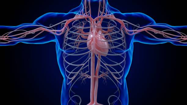 istock Human heart circulatory system anatomy for medical concept 3D rendering 1449807479