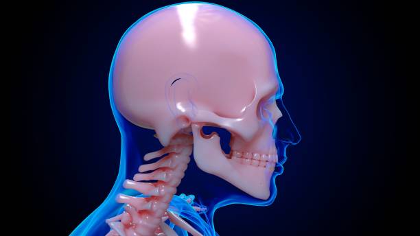 istock human skeleton anatomy skull bones for medical concept 3D rendering 1449808197