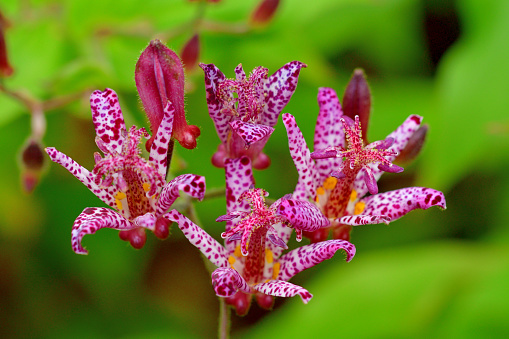 Tricyrtis hirta, Load lily, hairy load lily or Japanese toad lily is a Japanese species of hardy perennial plant in the lily family. Its star-like flowers are white with rich purple spots and purple stigmas. It blooms in late summer to mid-autumn on arching stems.