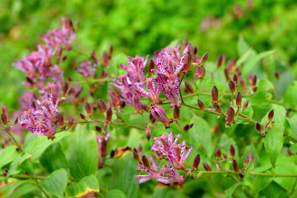 Tricyrtis hirta, Load lily, hairy load lily or Japanese toad lily is a Japanese species of hardy perennial plant in the lily family. Its star-like flowers are white with rich purple spots and purple stigmas. It blooms in late summer to mid-autumn on arching stems.