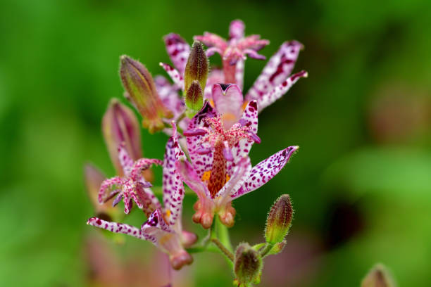 Tricyrtis hirta, Load lily, hairy load lily or Japanese toad lily is a Japanese species of hardy perennial plant in the lily family. Its star-like flowers are white with rich purple spots and purple stigmas. It blooms in late summer to mid-autumn on arching stems.