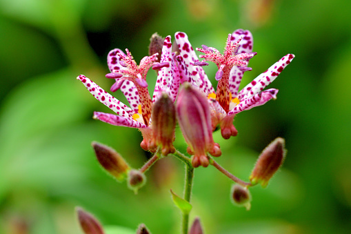 Tricyrtis hirta, Load lily, hairy load lily or Japanese toad lily is a Japanese species of hardy perennial plant in the lily family. Its star-like flowers are white with rich purple spots and purple stigmas. It blooms in late summer to mid-autumn on arching stems.