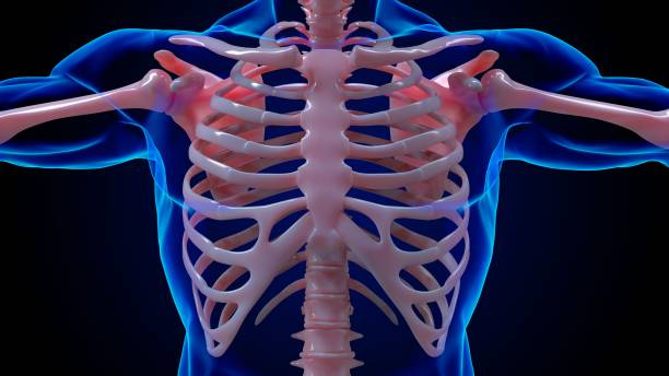 menschliches skelett anatomie rippenknochen für medizinisches konzept 3d-rendering - paralyze stock-fotos und bilder