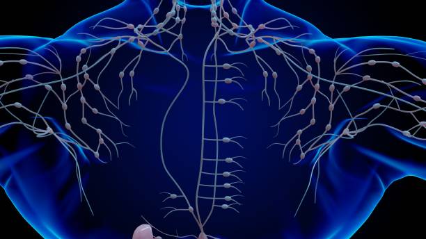 istock Human lymph nodes anatomy for medical concept 3D rendering 1449808735