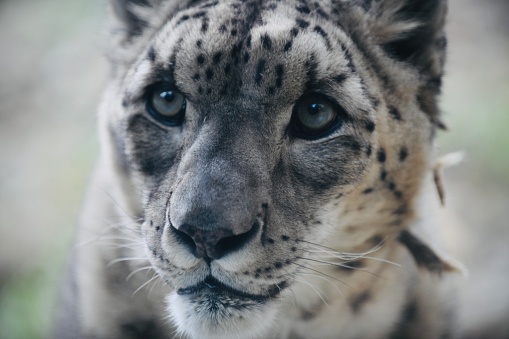 Snow Leopard