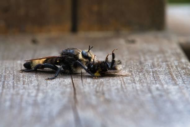 istock Yellow murder fly or yellow robber fly with a bumblebee as prey 1449812648
