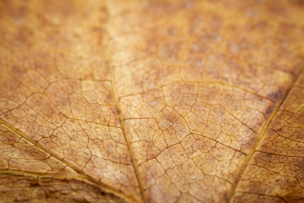 istock Extreme close-up of a dried leaf. 1449813548
