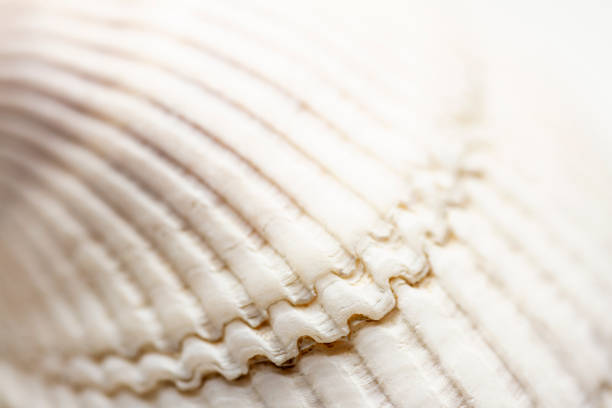 Macro close up of sea shell. Selective focus, shallow depth of field.