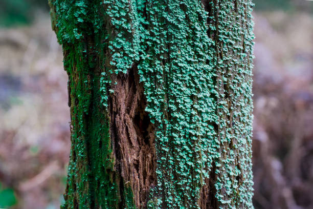 Tree branch in the forest covered by moos,UK