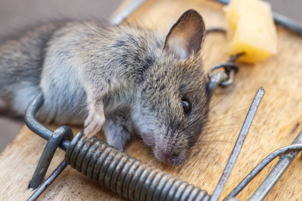 istock Dead house mouse in a mousetrap on a grey background. 1449815395